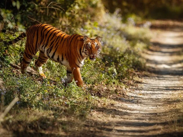 Ein Bengal-Tiger läuft auf einem Feldweg im Bandipur-Nationalpark.