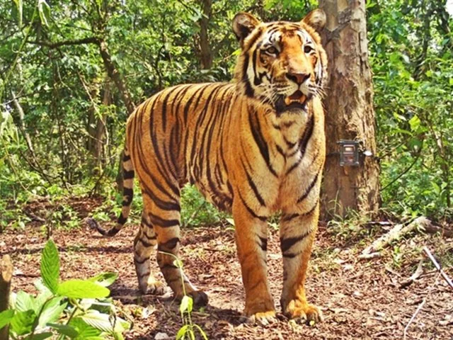 Ein großer Tiger in einer Waldlandschaft