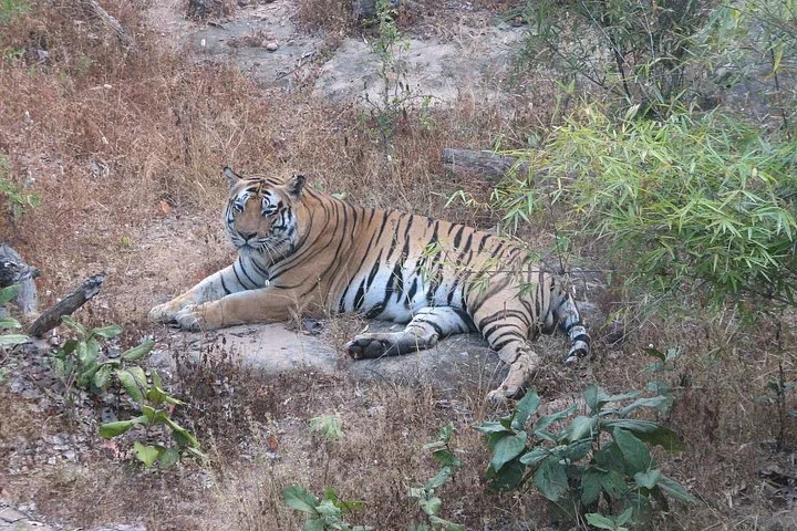 Ein Tiger ruht auf dem Boden in einem trockenen Grasgebiet