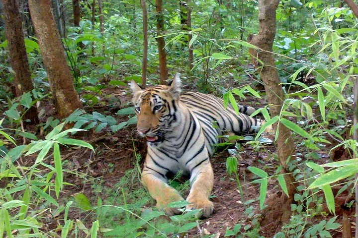 Ein Tiger liegt zwischen grünen Pflanzen in einem Wald